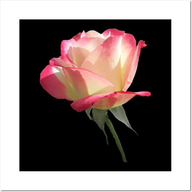 wonderful pink rose, roses, flower, blooms Wall Art by rh_naturestyles